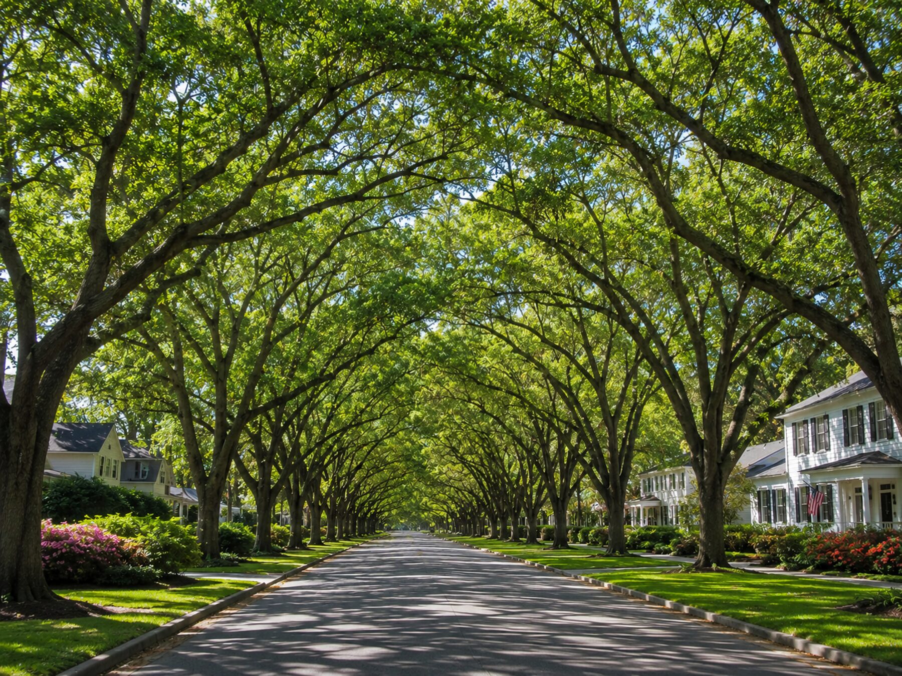 A tree-lined residential street shaded by a mature canopy